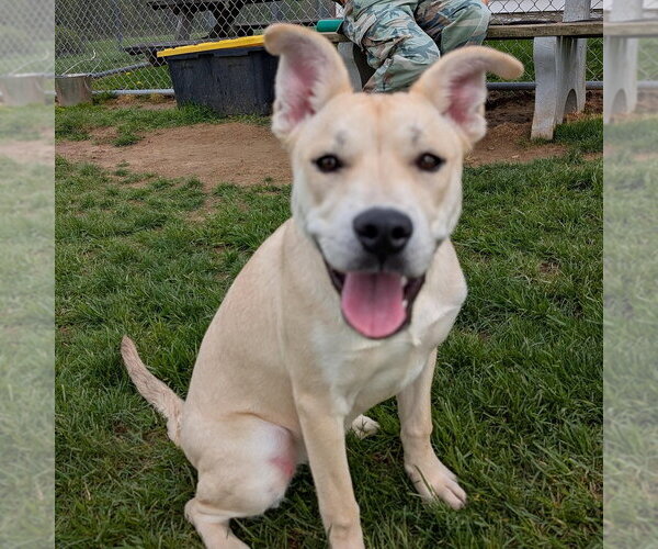 Medium Photo #4 Labrador Retriever-Unknown Mix Puppy For Sale in Rootstown, OH, USA