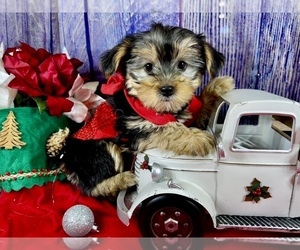 Morkie Puppy for sale in CASSVILLE, MO, USA