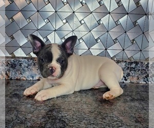 French Bulldog Puppy for sale in GOSHEN, IN, USA