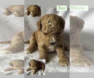 Goldendoodle (Miniature) Puppy for sale in EASTMAN, GA, USA