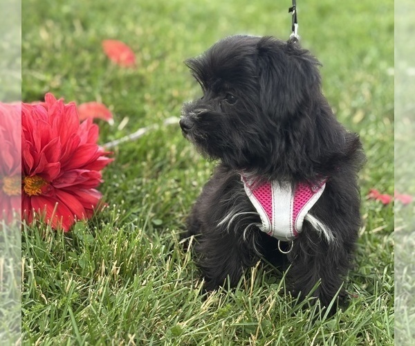 Medium Photo #6 Morkie Puppy For Sale in ROCK STREAM, NY, USA