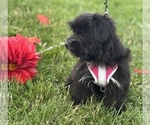 Small #5 Morkie