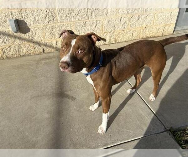 Medium Photo #2 American Staffordshire Terrier-Unknown Mix Puppy For Sale in Grand Prairie, TX, USA