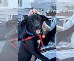Small #2 Labrador Retriever Mix