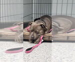 Small #17 American Staffordshire Terrier