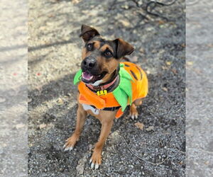 Duke - Male Mutt Dog for Adoption - Photo #8