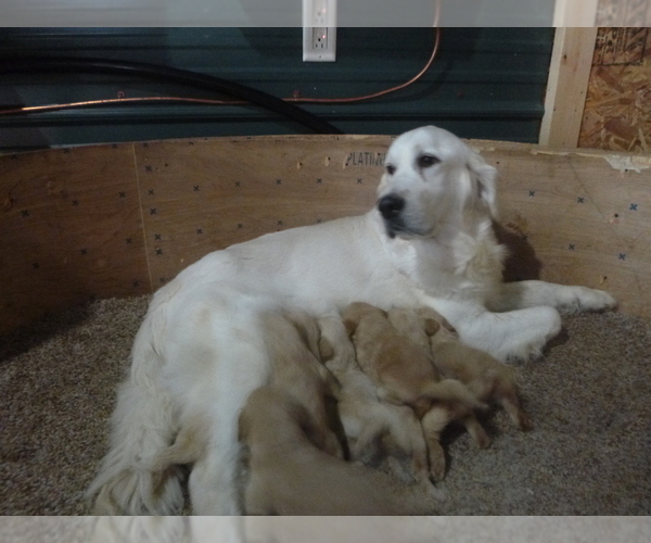 Medium Photo #1 Goldendoodle (Miniature) Puppy For Sale in MILLERSTOWN, PA, USA