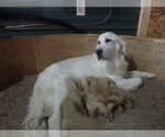 Small Photo #1 Goldendoodle (Miniature) Puppy For Sale in MILLERSTOWN, PA, USA