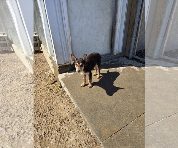 Medium Photo #1 Siberian Husky-Unknown Mix Puppy For Sale in Maquoketa, IA, USA