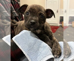 Mutt Dogs for adoption in Clarkston, MI, USA