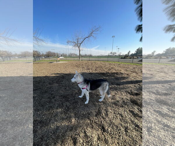 Medium Photo #2 Huskies -Unknown Mix Puppy For Sale in Woodland, CA, USA