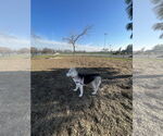 Small #1 Huskies  Mix