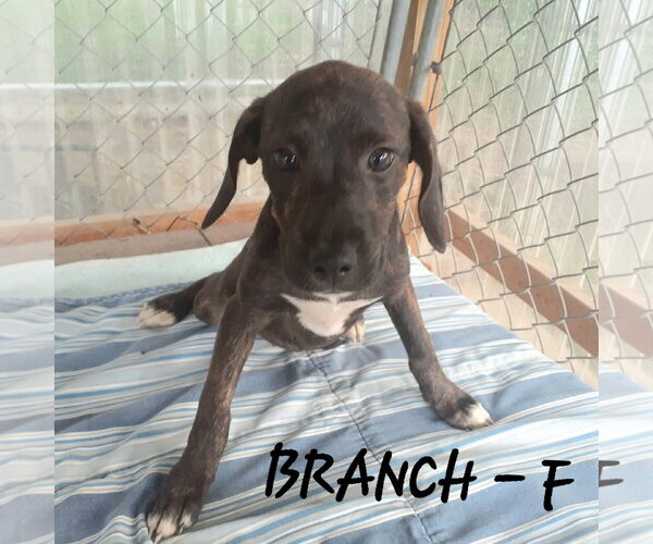 Medium Photo #1 Mutt Puppy For Sale in Hinton, WV, USA