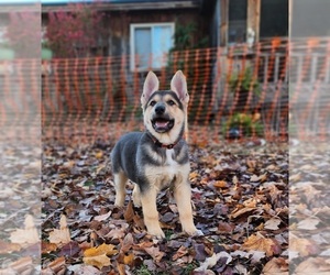 German Shepherd Dog Puppy for sale in MILTON, VT, USA