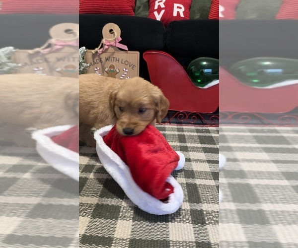 Medium Photo #2 Golden Retriever Puppy For Sale in LAKELAND, FL, USA