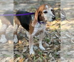 Small #3 Beagle
