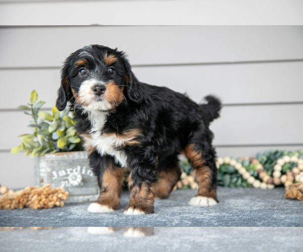 Medium Photo #1 Bernedoodle (Miniature) Puppy For Sale in WOLCOTTVILLE, IN, USA