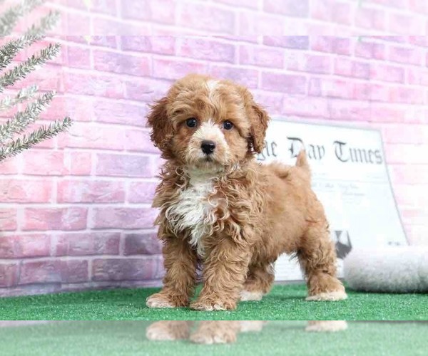 Medium Photo #5 Cavapoo Puppy For Sale in BEL AIR, MD, USA