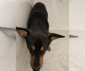 Labrador Retriever Dogs for adoption in Houston, TX, USA