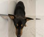 Small Labrador Retriever