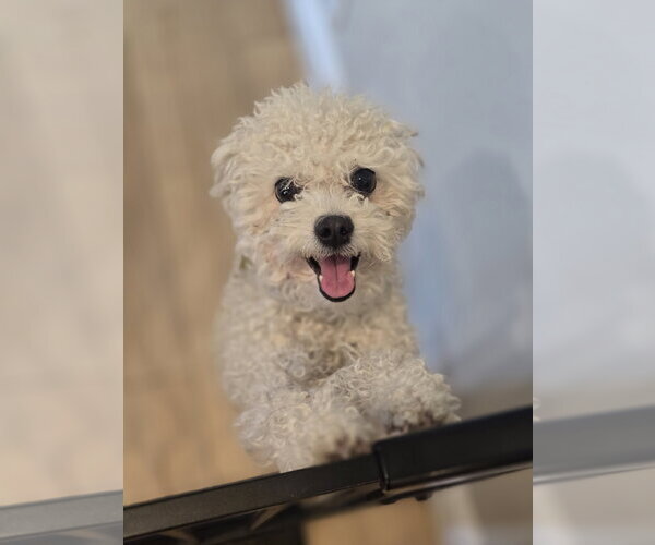 Medium Photo #19 Mutt Puppy For Sale in Sandy, UT, USA