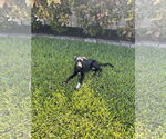 Small #3 Mutt