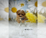 Small Photo #2 Cavapoo Puppy For Sale in RIPLEY, MS, USA