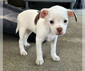 Malchi Dogs for adoption in Oakley, CA, USA