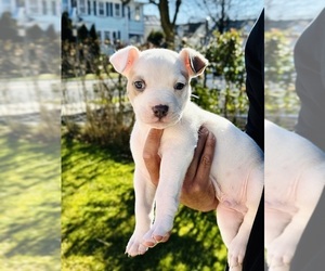 American Bully Puppy for sale in ROSELLE PARK, NJ, USA