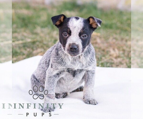 Medium Photo #1 Australian Cattle Dog Puppy For Sale in CHAMBERSBURG, PA, USA