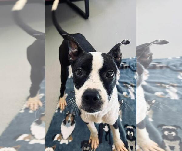 Medium Photo #2 Boston Terrier-Unknown Mix Puppy For Sale in Rockwall, TX, USA