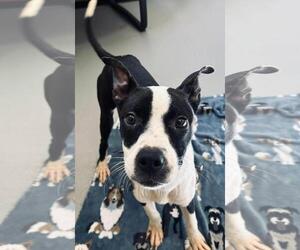 Olive - Female Boston Terrier-Unknown Mix Dog for Adoption - Photo #2
