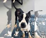 Small Photo #2 Boston Terrier-Unknown Mix Puppy For Sale in Rockwall, TX, USA