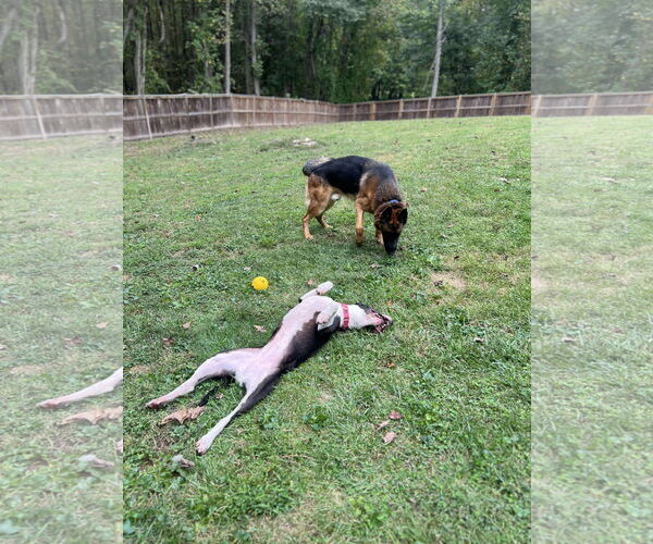 Medium Photo #9 Mutt Puppy For Sale in Derwood, MD, USA