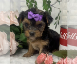 Small Photo #15 Shorkie Tzu Puppy For Sale in SELLERSBURG, IN, USA