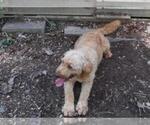 Small Photo #1 Goldendoodle-Poodle (Standard) Mix Puppy For Sale in LOUISA, VA, USA