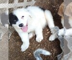 Small Photo #6 Australian Shepherd-Great Pyrenees Mix Puppy For Sale in RIDGELAND, SC, USA