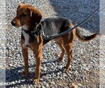 Small Photo #2 Beagle-Unknown Mix Puppy For Sale in Rustburg, VA, USA
