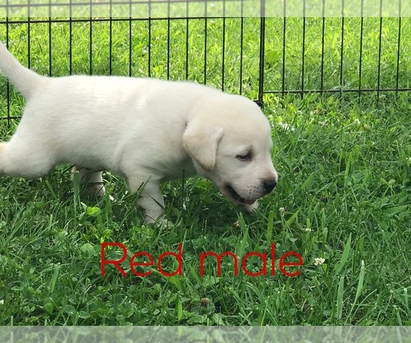Medium Photo #12 Labrador Retriever Puppy For Sale in FARMINGTON, MO, USA