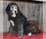 Small Photo #9 Sheepadoodle Puppy For Sale in ASPERMONT, TX, USA