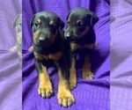 Small Photo #9 Doberman Pinscher Puppy For Sale in MILL SPRING, NC, USA