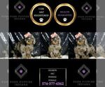 Small Photo #110 Poodle (Miniature) Puppy For Sale in WARSAW, IN, USA