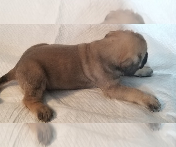 Medium Photo #20 Mastiff Puppy For Sale in FULTON, NY, USA