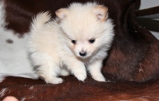 Pomeranian Puppy for sale in ROSLINDALE, MA, USA