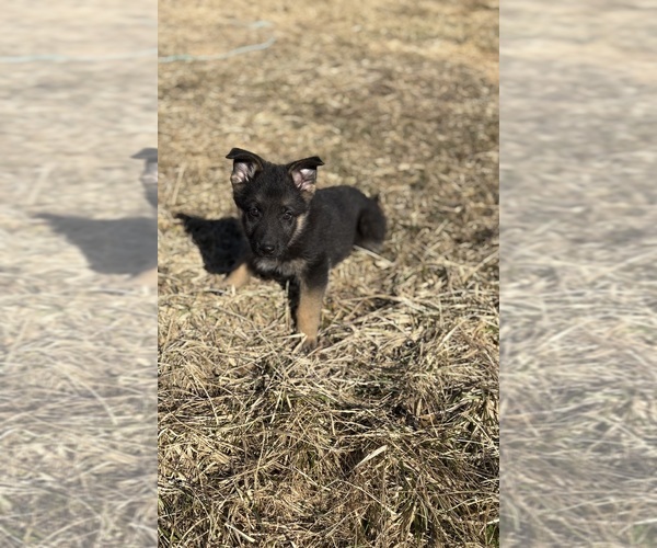 Medium Photo #3 German Shepherd Dog Puppy For Sale in SUMPTER TWP, MI, USA