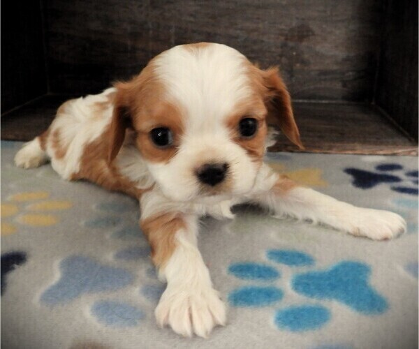 Medium Photo #3 Cavalier King Charles Spaniel Puppy For Sale in CARLISLE, KY, USA