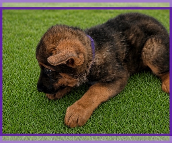 Medium Photo #3 German Shepherd Dog Puppy For Sale in NAPLES, FL, USA