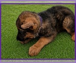 Small #2 German Shepherd Dog