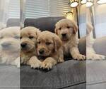 Small #3 Golden Retriever