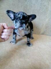 French Bulldog Puppy for sale in STEPHENVILLE, TX, USA